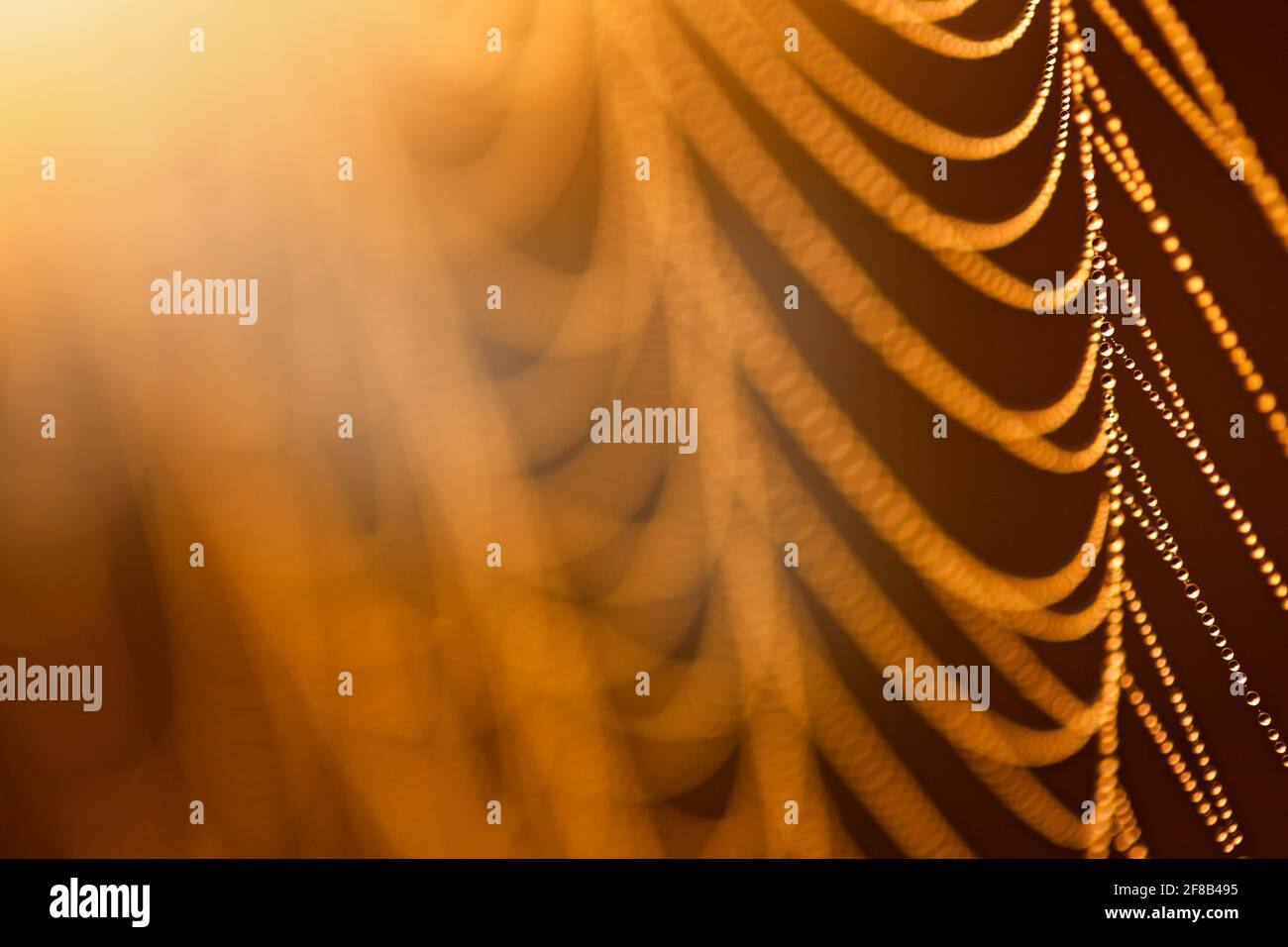 Wassertropfen auf Spinnennetz im Sonnenlicht, gelber abstrakter Hintergrund. Sonnenaufgang in der Natur, Morgenlicht. Stockfoto