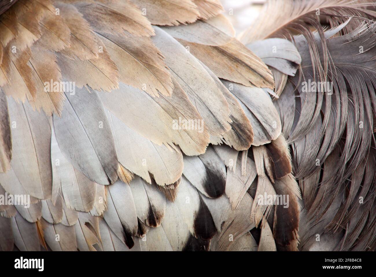 Gemeiner Kranich, Grus grus, großer Vogel im Naturlebensraum, Hornborga-See, Schweden. Wildlife-Szene aus Europa. Grauer Kran mit langem Hals. Stockfoto