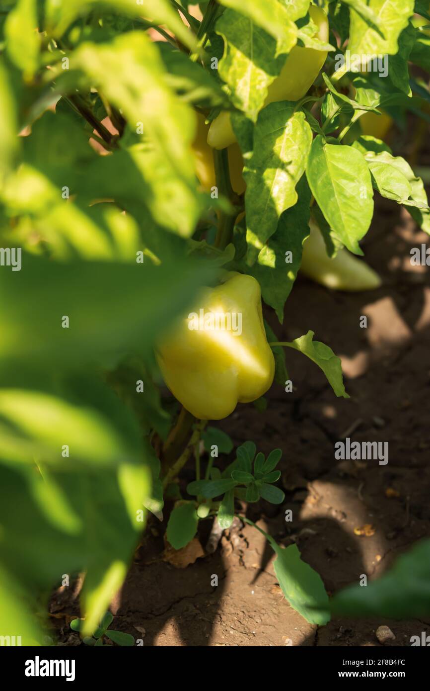 Grüner süßer Paprika aus der Nähe wächst im Garten oder Gewächshaus. Ernte von Gemüse aus eigener Produktion. Grüne Blätter, Lebensmittelhintergrund. J Stockfoto