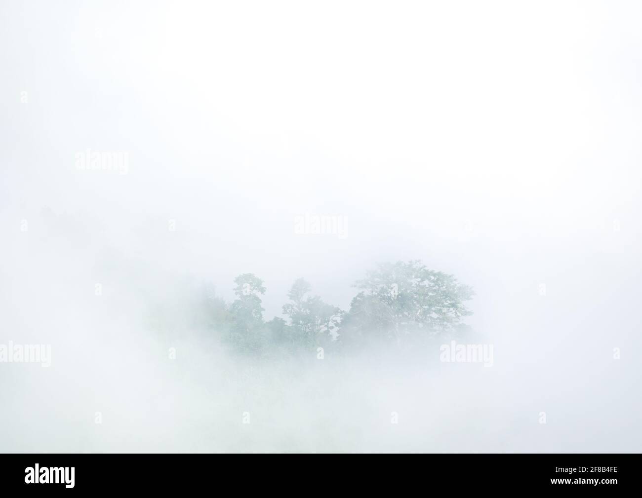 Tropischer Regenwald Wald bedeckt von neblig Dampf Morgennebel Stockfoto