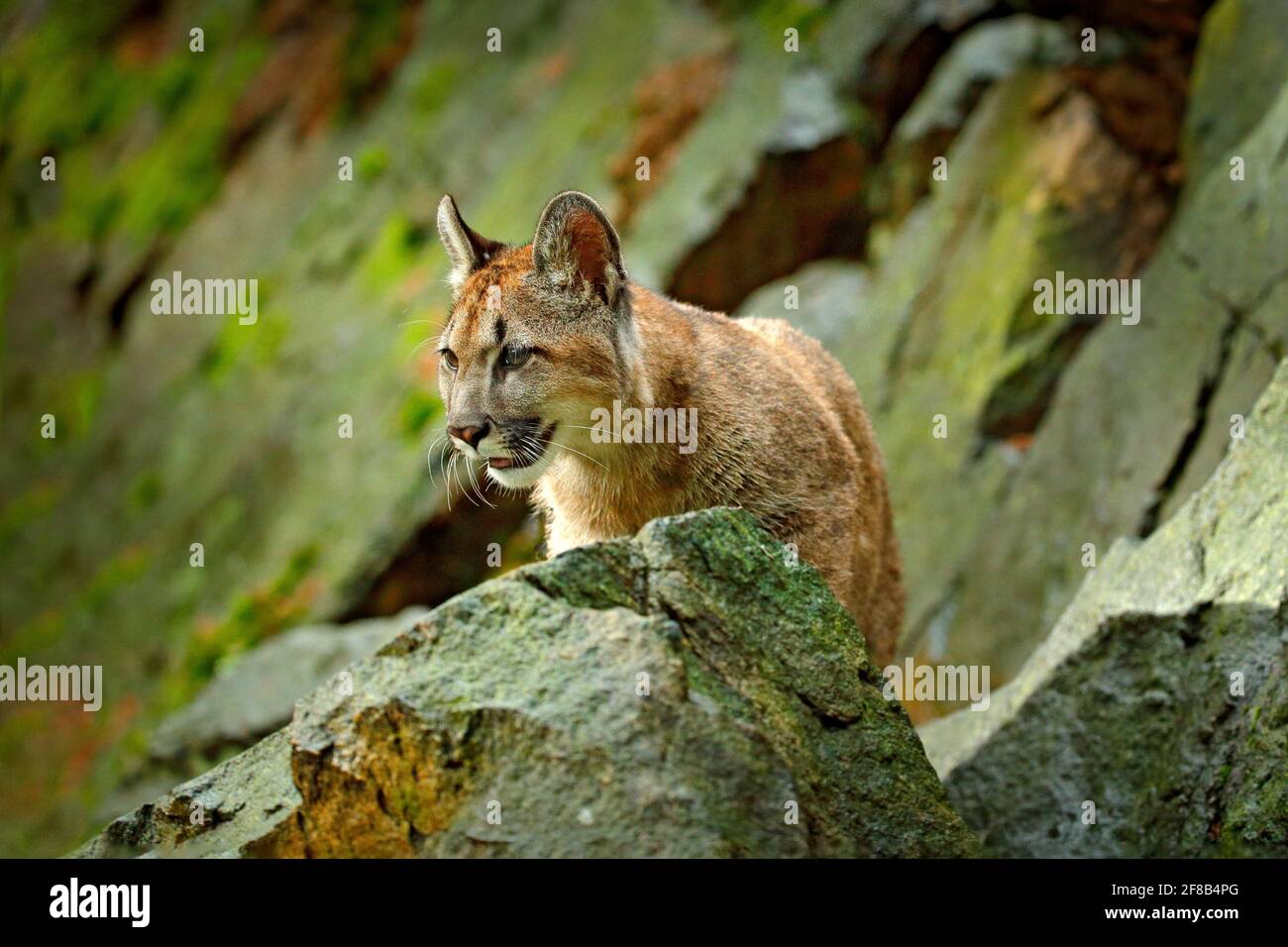 Wilde Großkatze Cougar, Puma concolor, verstecktes Porträt eines gefährlichen Tieres mit Stein, USA. Wildlife-Szene aus der Natur. Berglöwe im Felsenhabitat. Stockfoto