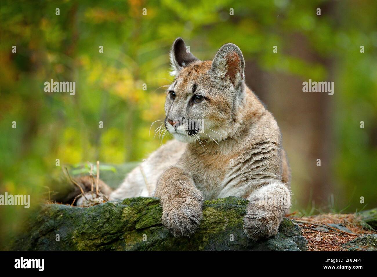 Wilder puma -Fotos und -Bildmaterial in hoher Auflösung – Alamy