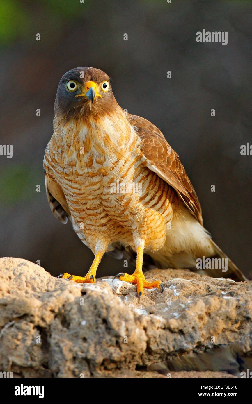 Straßenfalke, Rupornis magnirostris, Vogel am Baum, Pantanal, Brasilien, Wildlife scene from Tropic Forest. Wald im Hintergrund. Hawk im Lebensraum Stockfoto