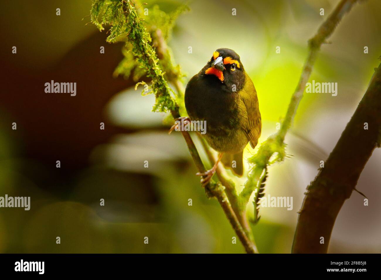 Gelbgesang-Grassquit, Tiaris olivaceus, Braungesang-Vogel mit gelbem Gesicht. Exotischer tropischer Vogel aus Costa Rica, im grünen Wald Natur Lebensraum. W Stockfoto