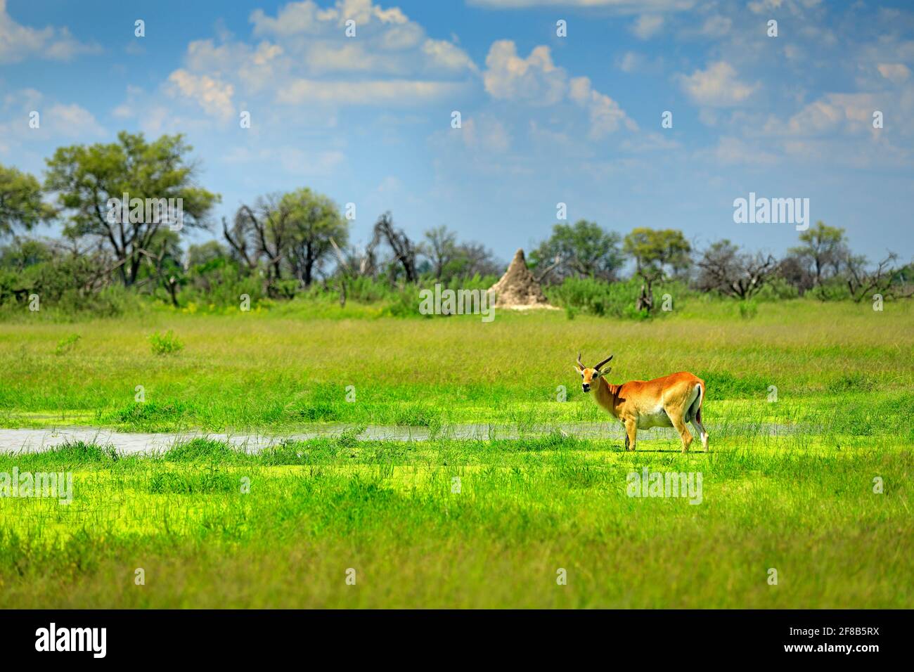 Kobus vardonii, Puku, Tier, das während eines heißen Tages im Wasser mit blauem Himmel läuft. Waldsäuger im Habitat, Okavango, Botswana. Wildtierszene mit Stockfoto