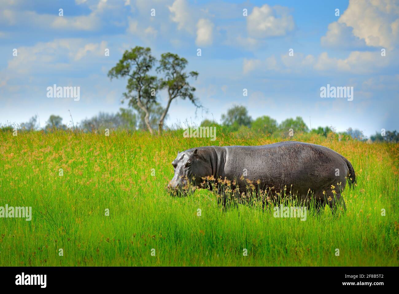 Hippo im Gras, nasse grüne Jahreszeit. Afrikanischer Hippopotamus, Hippopotamus amphibius capensis, , Okavango-Delta, Moremi, Botswana. Gefährliches großes Tier Stockfoto