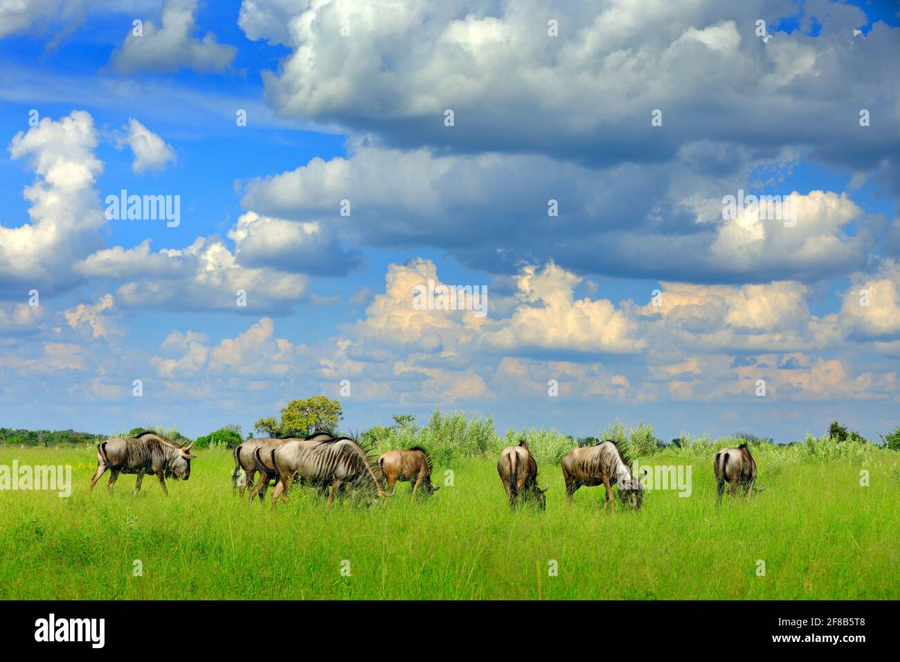 Running Blue Gnus, Connochaetes taurinus, auf der Wiese, großes Tier im Naturlebensraum in Botswana, Afrika. Afrikanische Landschaft mit großem grauen A Stockfoto