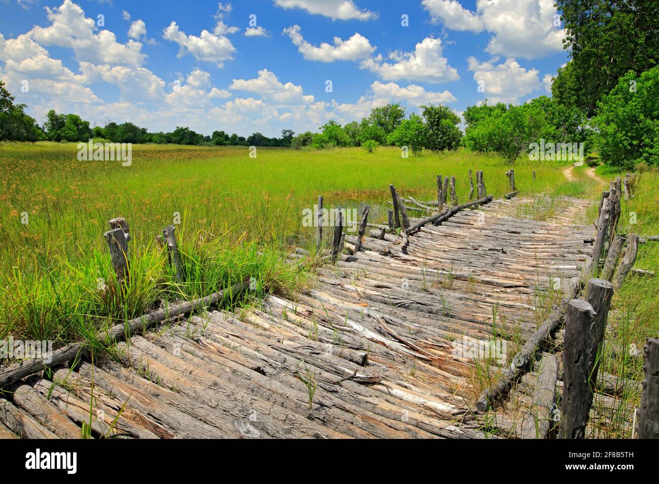 Third Bridge, Moremi Game Reserve im Okavango Delta, Botswana. Regenzeit mit grüner Vegetation und blauem Himmel mit weißen Wolken, afrikanische Landschaft. Dri Stockfoto