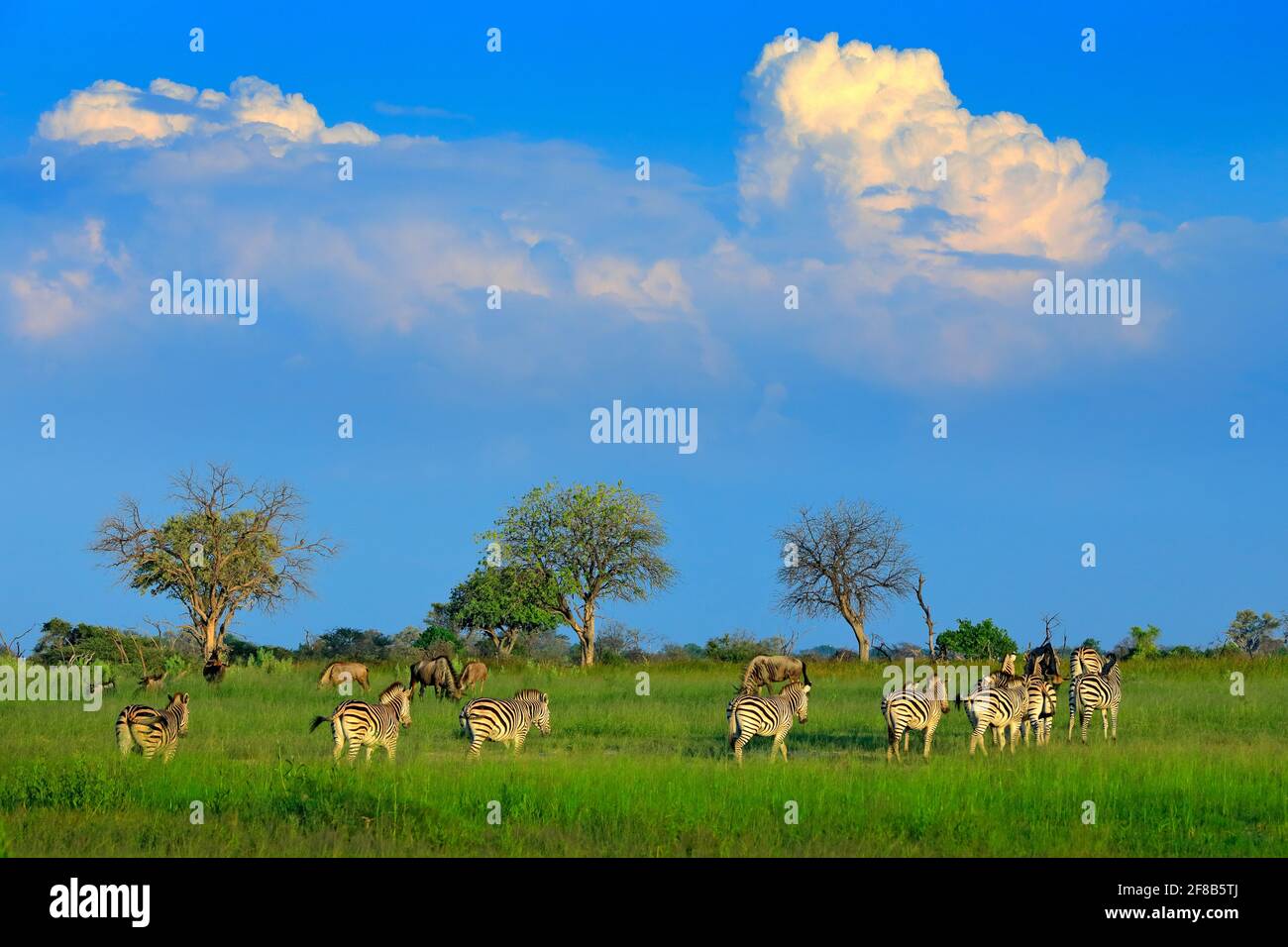 Zebras mit blauem Himmel und Sturmwolken. Burchells Zebra, Equus quagga burchellii, Nxai Pan National Park, Botswana, Afrika. Wildes Tier auf dem grünen m Stockfoto
