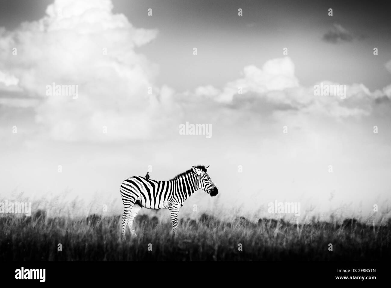 Schwarz-weißes Afrika. Zebra mit Sturm dunklen Himmel. Burchell's Zebra, Equus quagga burchellii, Nxai Pan National Park, Botswana. Wildes Tier auf dem Mea Stockfoto