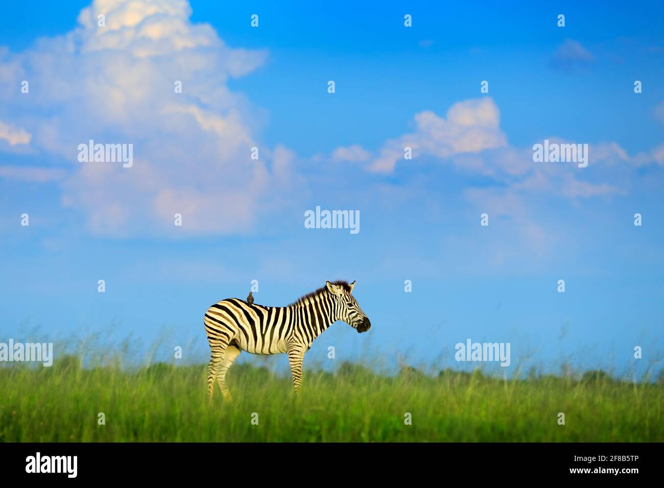 Zebra mit blauem Sturmhimmel. Burchells Zebra, Equus quagga burchellii, Nxai Pan National Park, Botswana, Afrika. Wildes Tier auf der grünen Wiese. Wildl Stockfoto