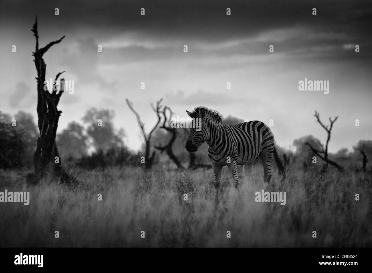 Zebra mit dunklem Sturmhimmel. Burchells Zebra, Equus quagga burchellii, Nxai Pan National Park, Botswana, Afrika. Wildes Tier auf der Wiese. Wildtiere na Stockfoto