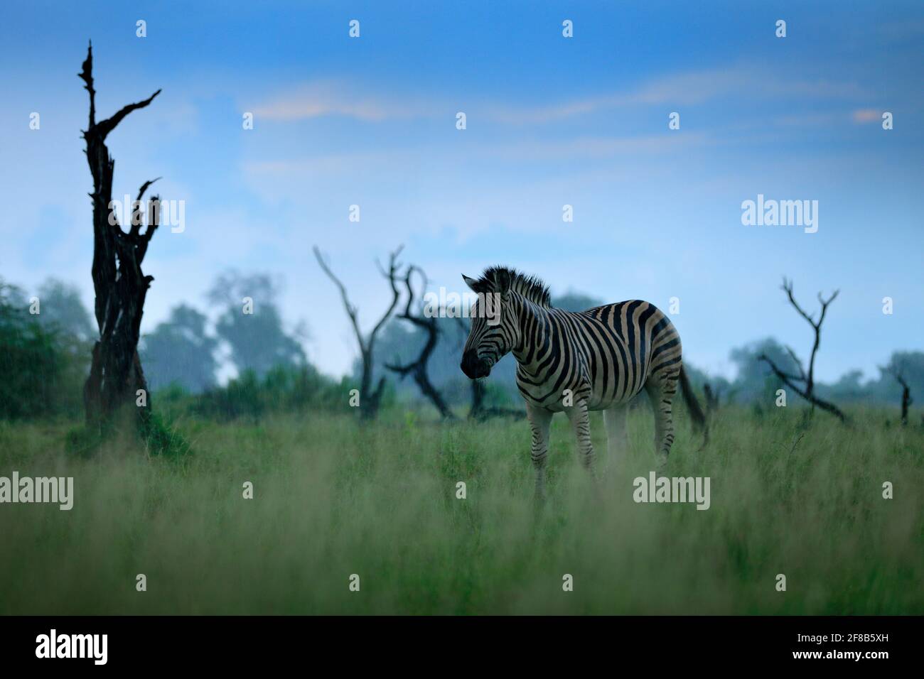 Zebra mit blauem Sturmhimmel. Burchells Zebra, Equus quagga burchellii, Nxai Pan National Park, Botswana, Afrika. Wildes Tier auf der grünen Wiese mit o Stockfoto
