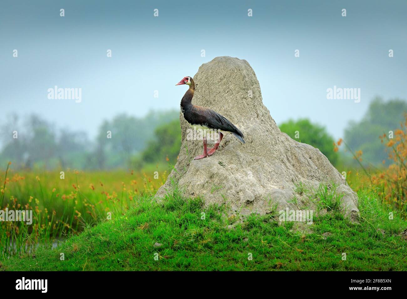 Spornflügelgans, Plectropterus gambensis, großer schwarzer afrikanischer Vogel mit rotem Schnabel, der auf dem Baumstamm sitzt. Tier im Lebensraum, Okavango Delta, Mor Stockfoto