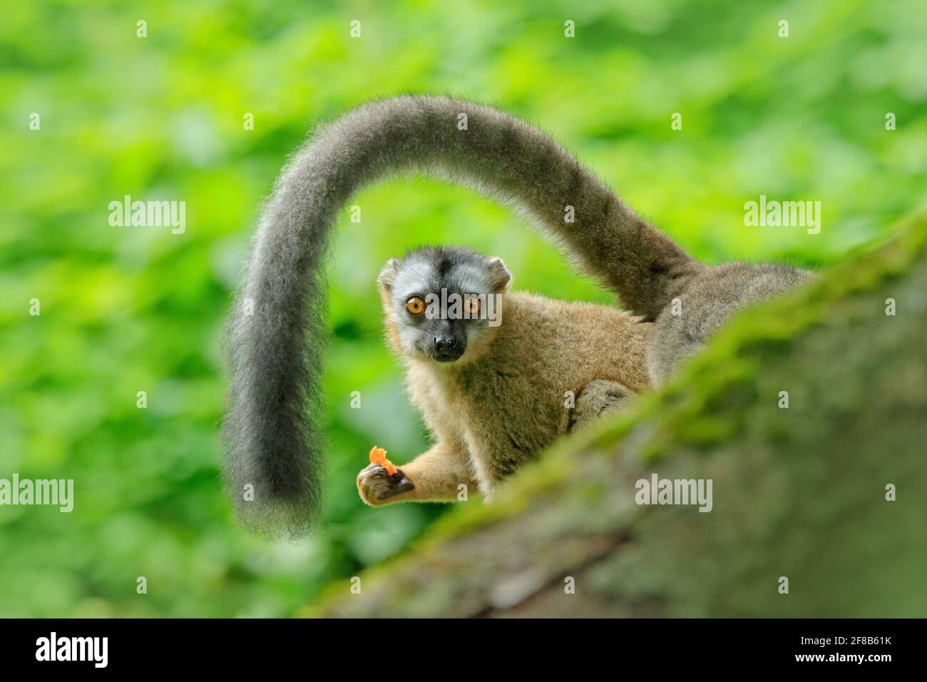 Rotstirnmaki, Eulemur rufifrons, Affe aus Madagaskar. Gesicht Porträt eines Tieres mit großem Schwanz, grün tropischer Wald Lebensraum. Affe füttert Orang Stockfoto