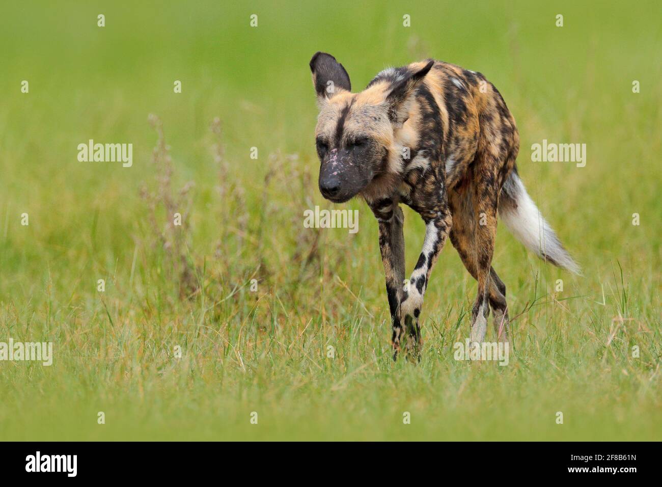 Afrikanischer Wildhund, im grünen Gras spazierend, Okacango Deta, Botswana, Afrika. Gefährliche gefleckte Tier mit großen Ohren. Jagd gemalten Hund auf Afrikaner Stockfoto