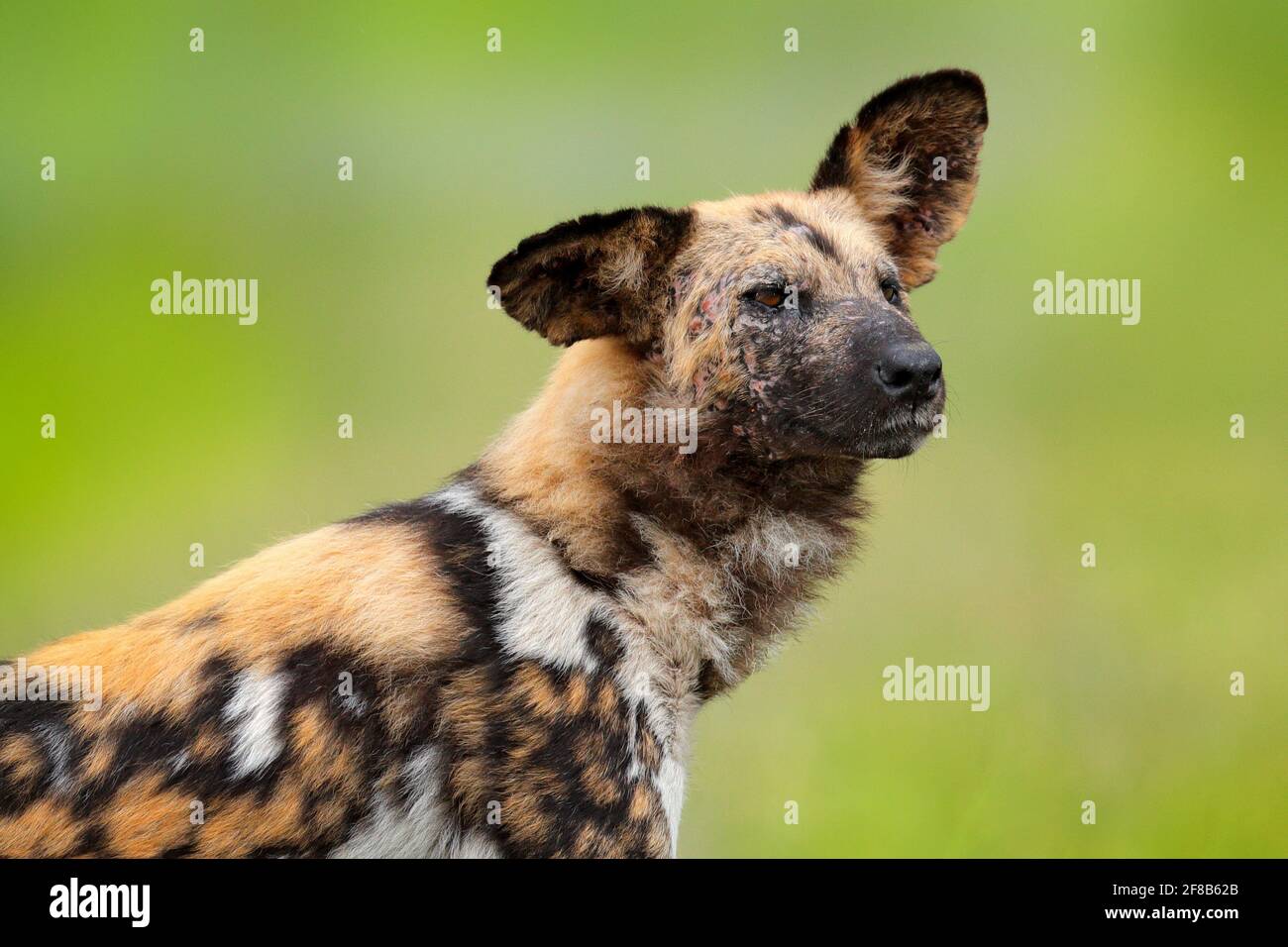 Afrikanischer Wildhund, Detailporträt aus der Nahaufnahme, Okavango-Delta, Botswana, Afrika. Gefährliche gefleckte Tier mit großen Ohren. Jagd gemalten Hund auf afrikanischen s Stockfoto