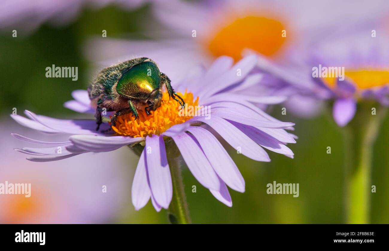 Grüner Rosenblütenchafer in lateinischer Cetonia aurata - Insekt Sitzende und bestäubte Blume Stockfoto