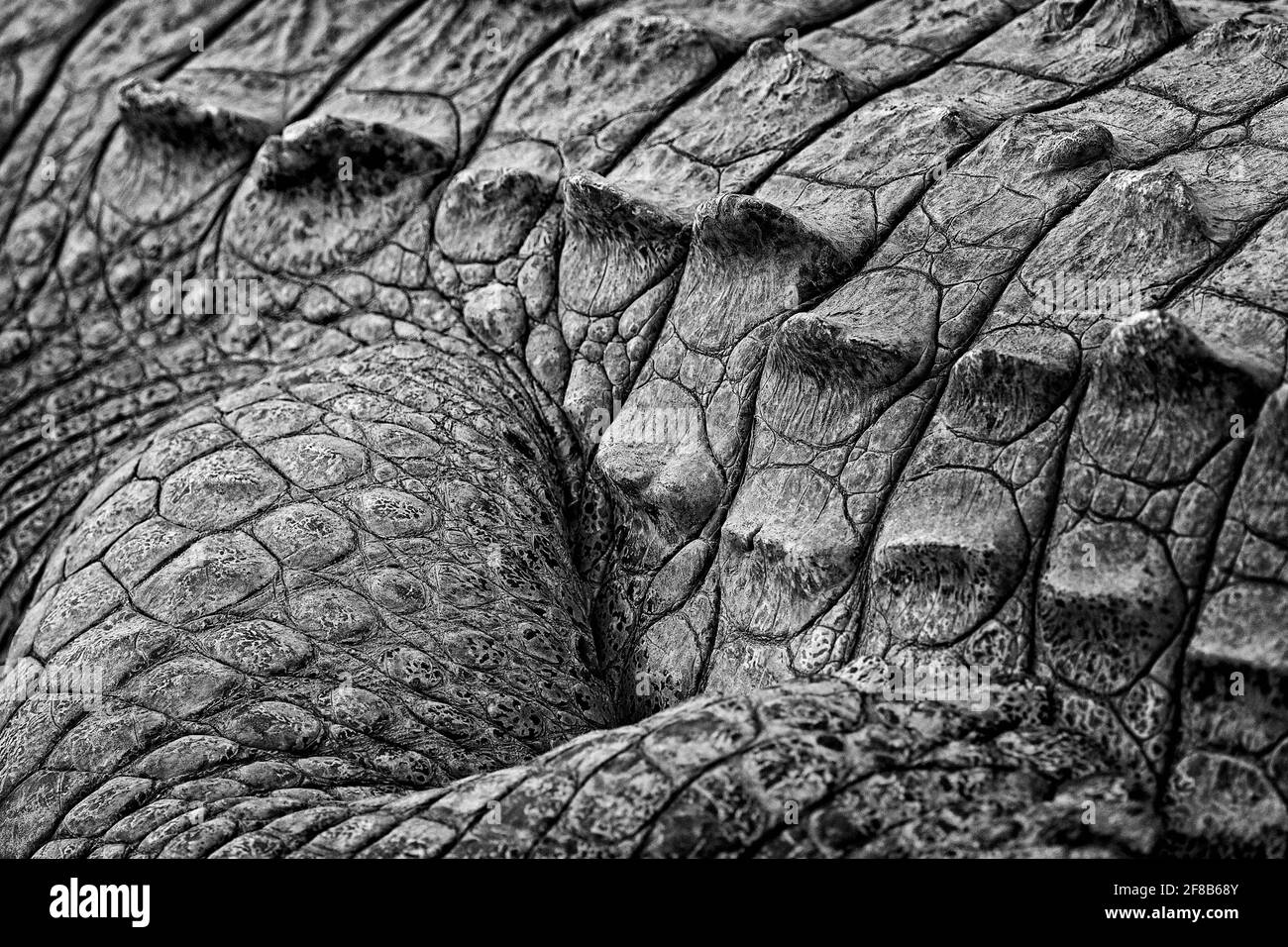 Amerikanische Krokodile, Crocodylus acutus, Tiere im Fluss. Wildlife-Szene aus der Natur. Reptil aus dem Fluss Tarcoles, Costa Rica. Gefährliche Tiere i Stockfoto