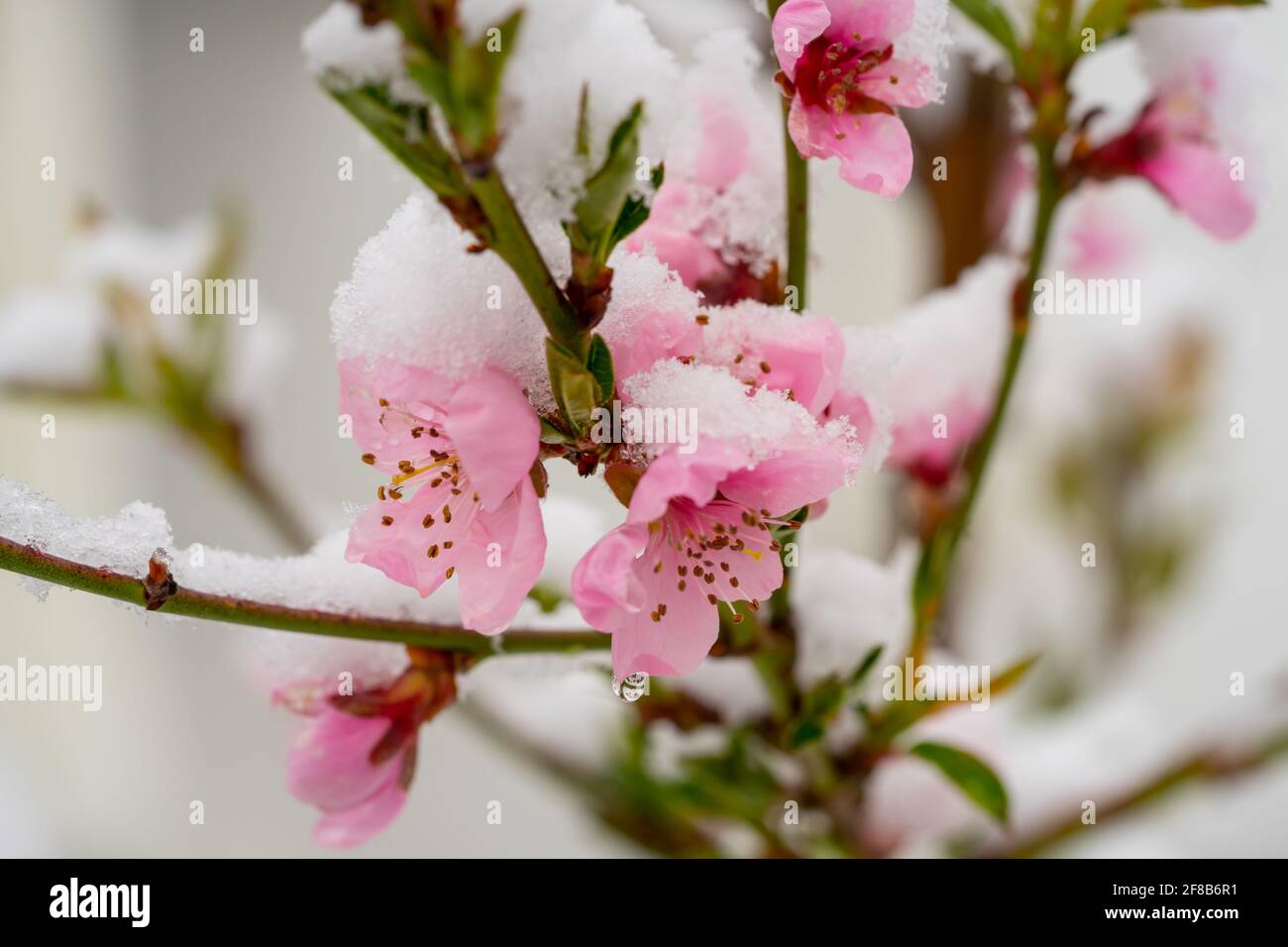 Pfirsich blüht im Frühling bedeckt im Aprilschnee Stockfoto