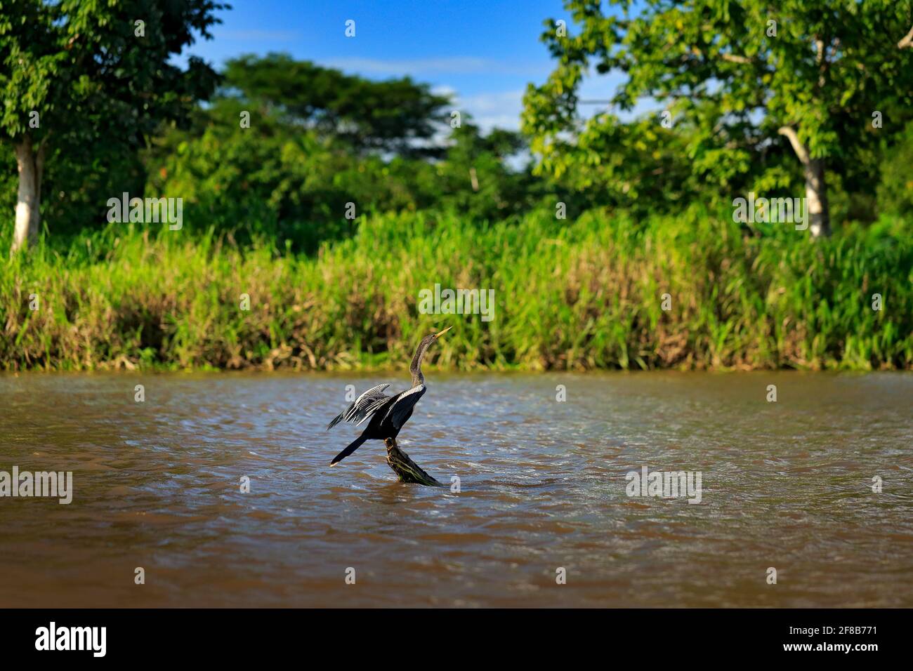 Anhingas im Flusslebensraum. Anhinga, Wasservögel in der Natur des Wassers. Wassertier aus Costa Rica. Reiher in der grünen Vegetation. Stockfoto