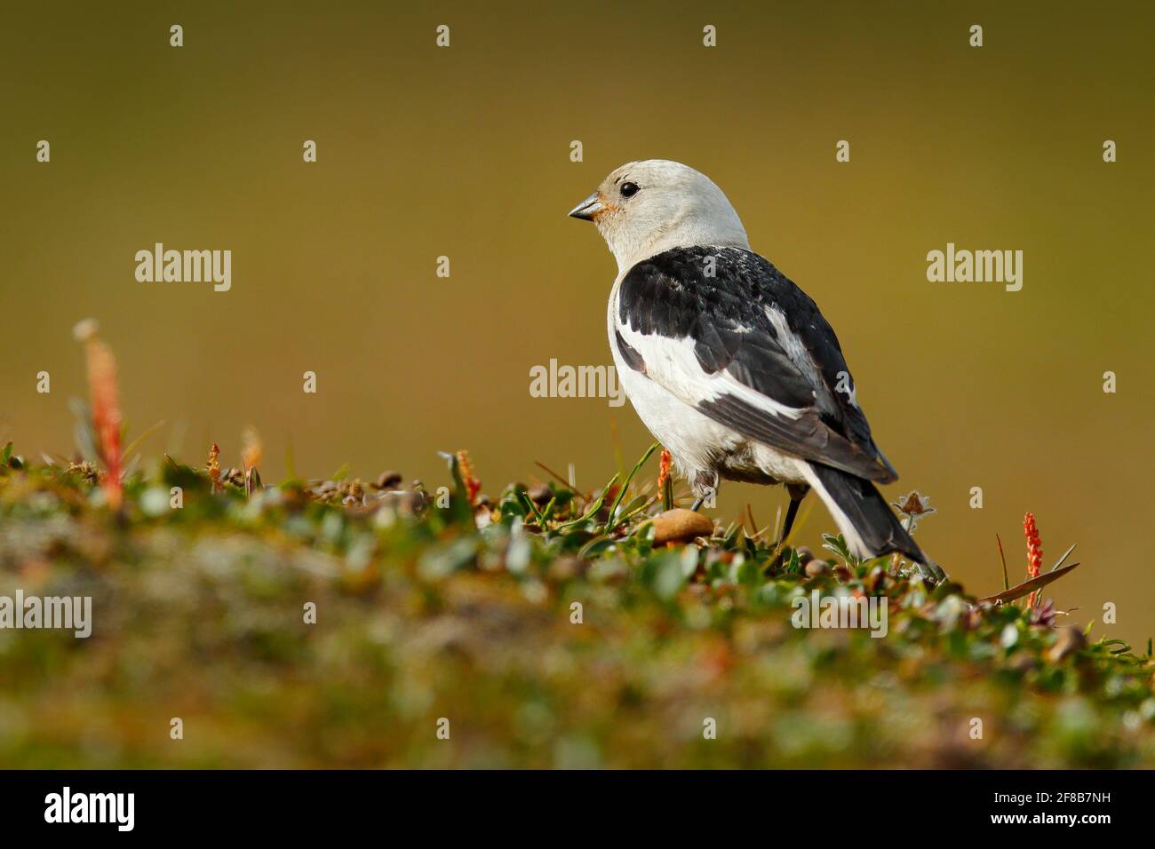 Schneehammer, Plectrophenax nivalis, Sperlingsvögel aus der Familie Calcariidae, Arktisspezialist aus Svalbard, Norwegen. Vogel im Gras, Natur Habita Stockfoto
