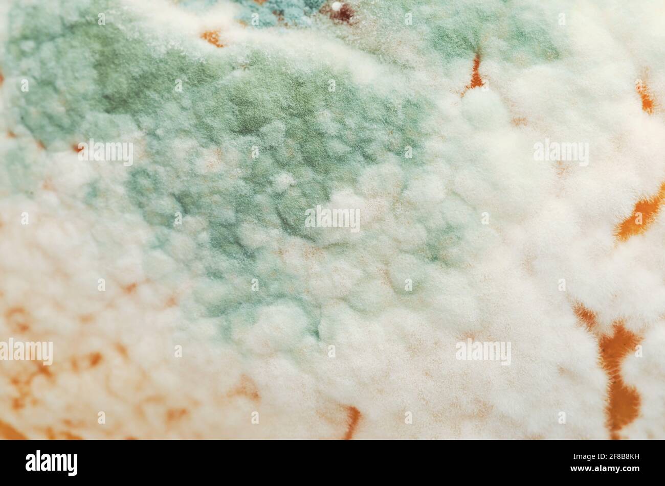 Grüne Form auf einer Zitrusfrucht-Schale. Penicillium Pilz, wächst in Form von mehrzelligen Filamenten, genannt Hyphen. Grüner Schimmel oder grüner Fäulnis. Stockfoto