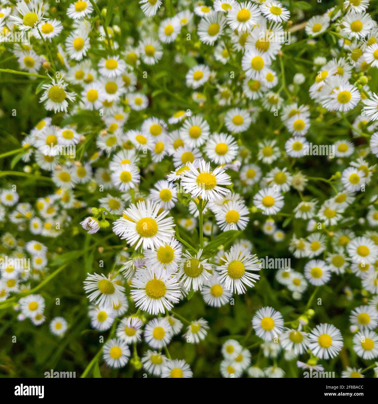 Kamille oder Gänseblümchen Blume auf dem grünen natürlichen Hintergrund Stockfoto