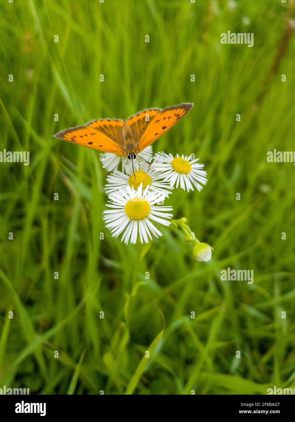 Schöne Kamillen und Schmetterlinge auf der Sommerwiese. Stockfoto