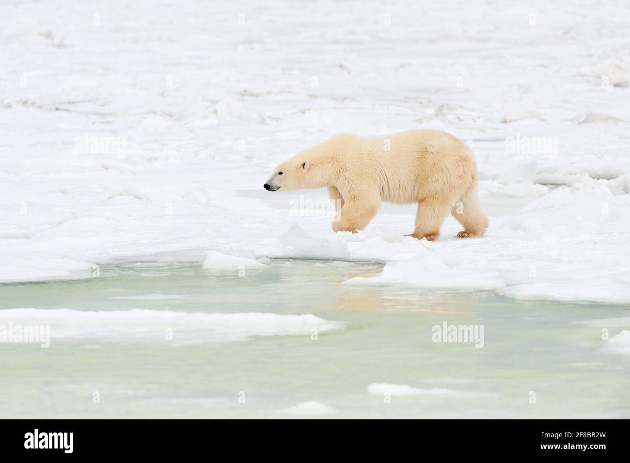 Eisbär (Ursus maritimus), der vom Meereis am Schollen entlang geht, Churchill, Manitoba, Kanada. Stockfoto