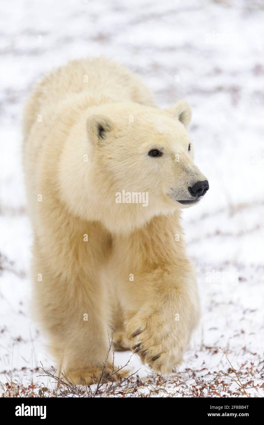 Eisbär (Ursus maritimus) beim Gehen, Nahaufnahme, Churchill, Manitoba, Kanada. Stockfoto