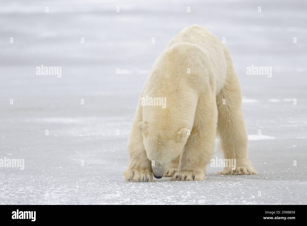Eisbär (Ursus maritimus) schratcht im Meereis für gefrorenen Fisch, Churchill, Manitoba, Kanada. Stockfoto