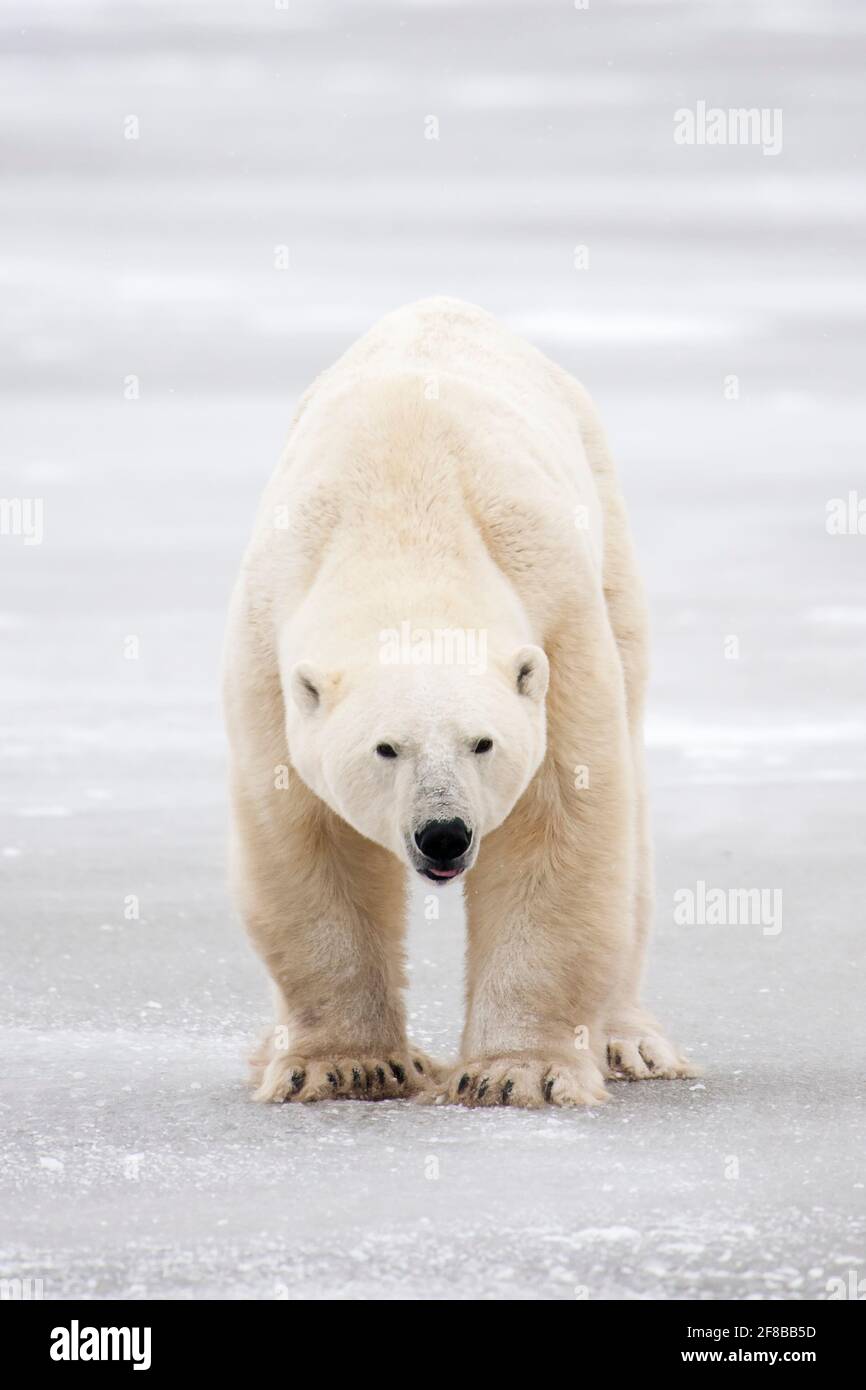 Männlicher Eisbär (Ursus maritimus), der auf dem Eis steht und die Kamera anschaut, Churchill, Manitoba, Kanada. Stockfoto