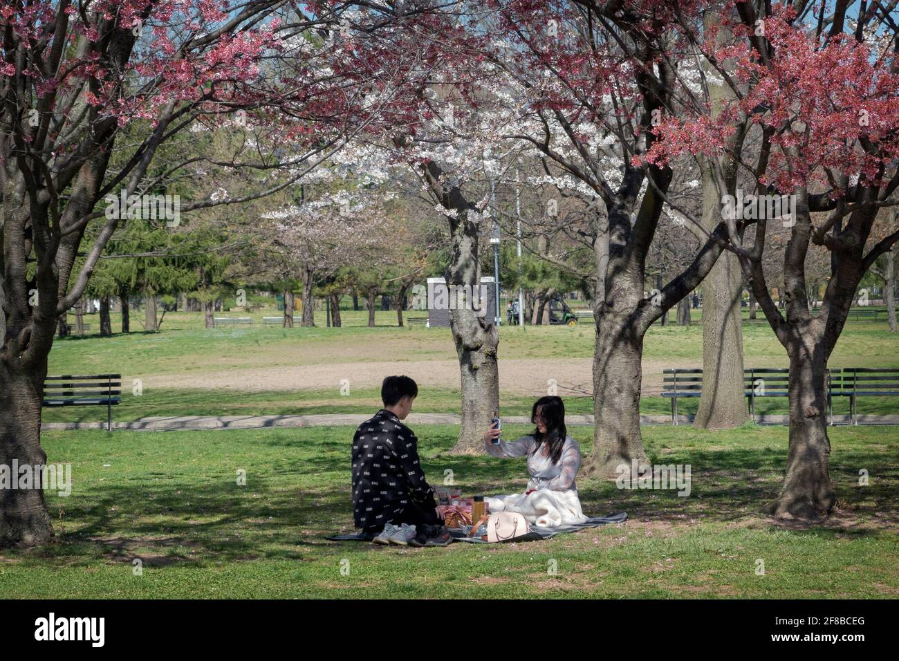 Ein junges asiatisch-amerikanisches Paar nimmt an Wochentagen ein Picknick-Mittagessen unter Kirschblütenbäumen im Flushing Meadows Corona Park in Queens, New York City, ein. Stockfoto