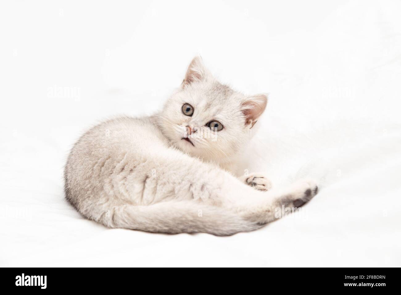 Kleines weißes britisches Kätzchen auf einer weißen Decke. Witziges, neugieriges Haustier. Speicherplatz kopieren. Stockfoto