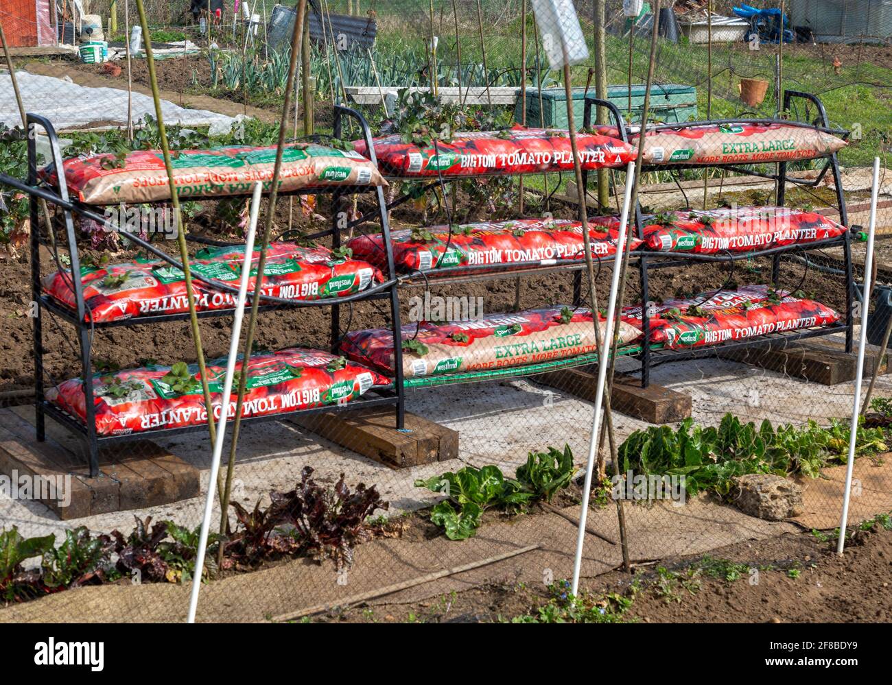 Tomatenpflanzen auf Zuteilung gepflanzt in BigTom Kompost Pflanzsäcke, Shottisham, Suffolk, England, UK Stockfoto