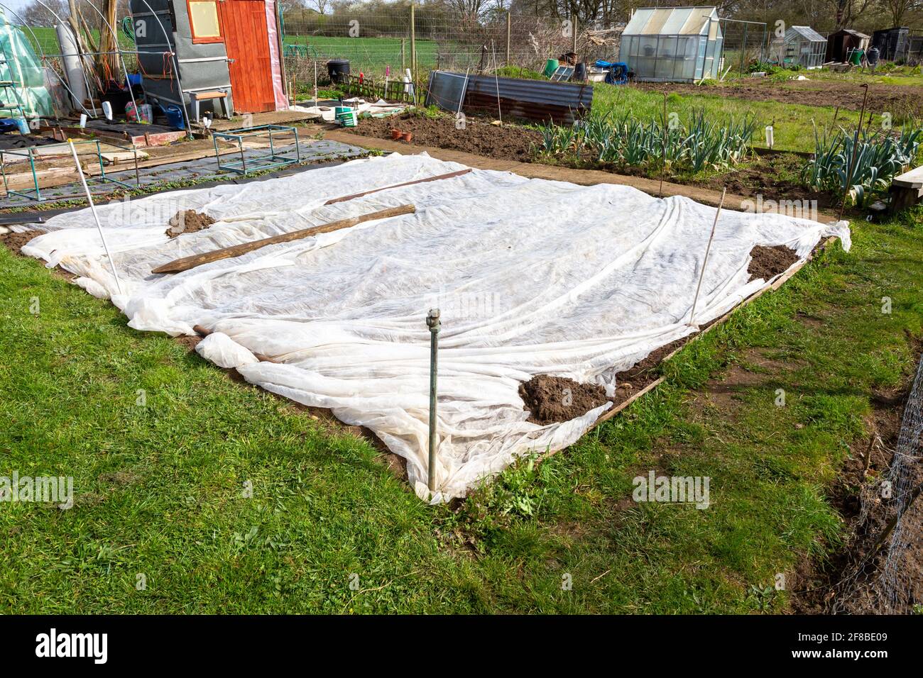 Schützende Textilfolien, die zum Schutz von Pflanzen im Zuteilungsgarten, Shottisham, Suffolk, England, Großbritannien, verwendet werden Stockfoto