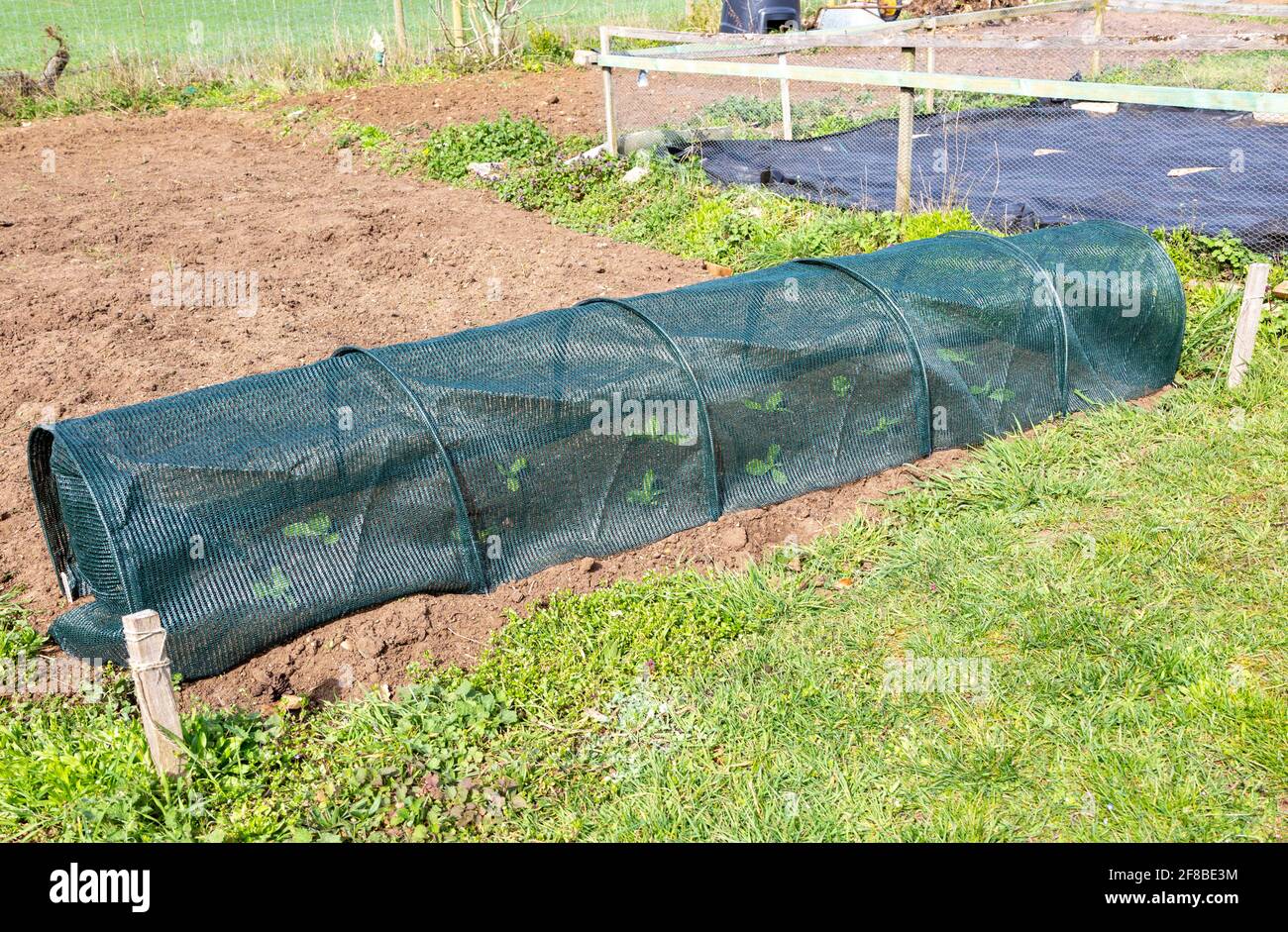 Hooped schützende Netze zum Schutz der Setzlinge, Zuteilung Garten, Shottisham, Suffolk, England, VEREINIGTES KÖNIGREICH Stockfoto