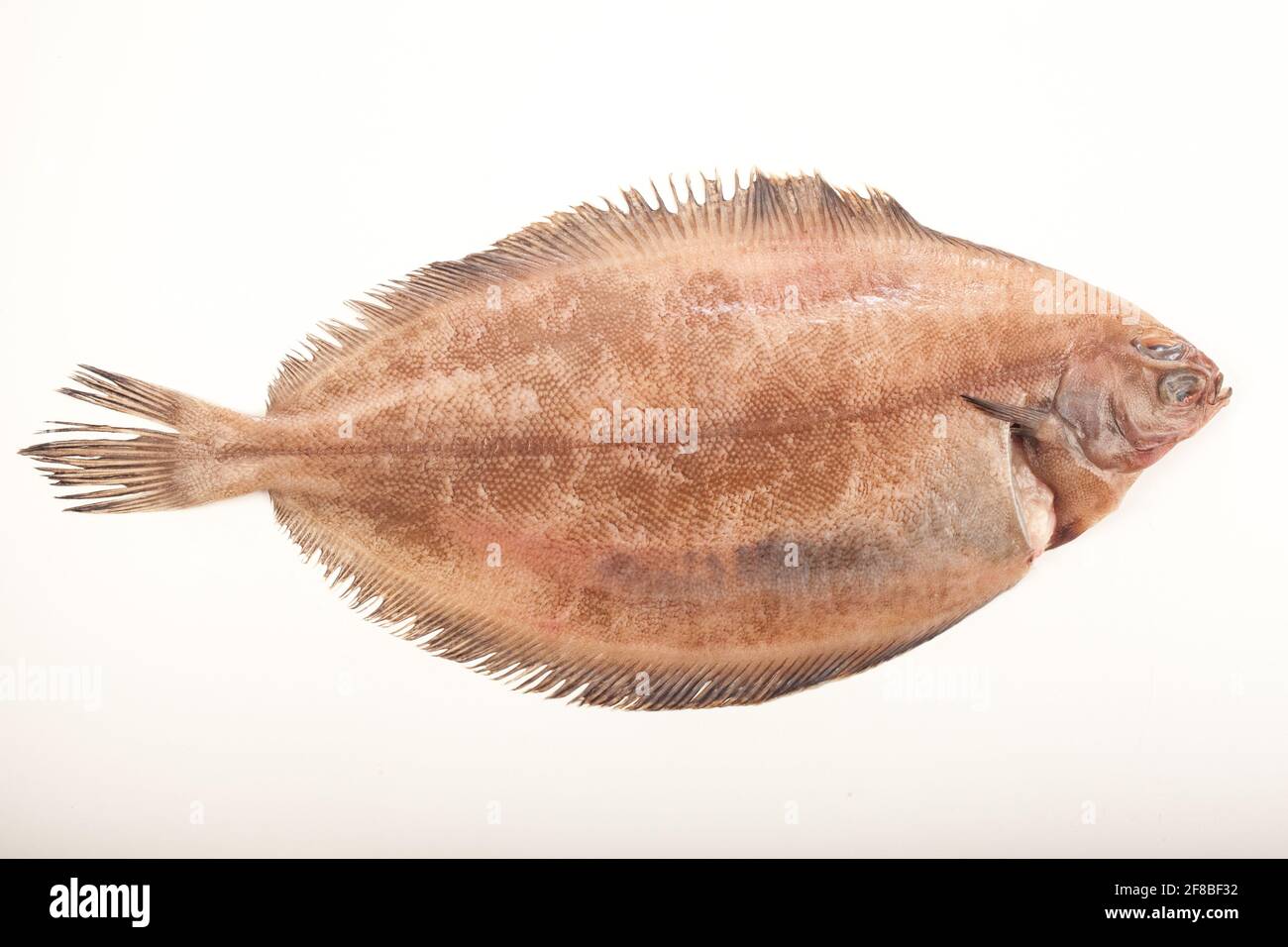 Seefisch auf weißem Hintergrund Stockfoto