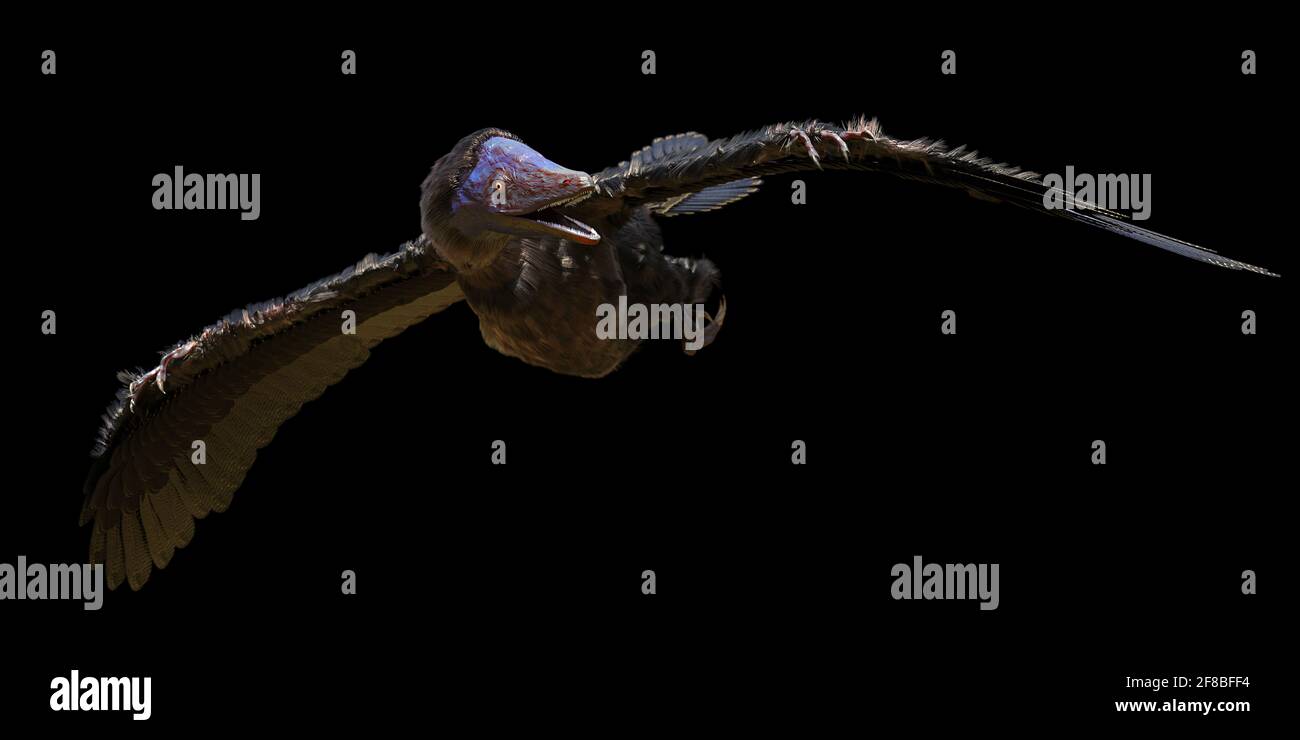 Archaeopteryx, eine Art, die zwischen nicht-aviären Dinosauriern und modernen Vögeln auf schwarzem Hintergrund isoliert ist Stockfoto