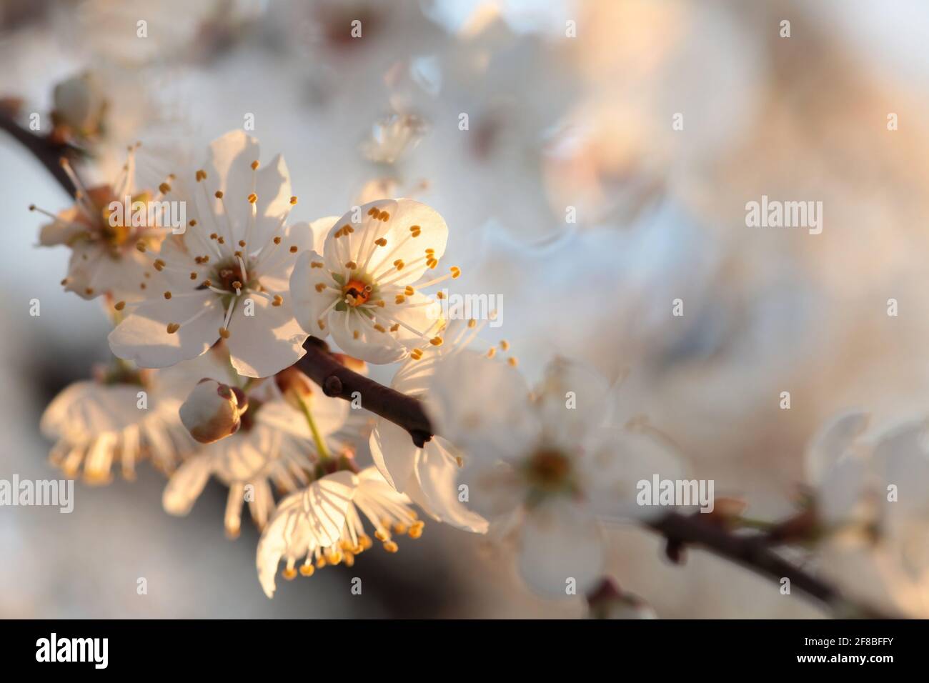 Frühlingsblumen blühen auf einem Baum Stockfoto