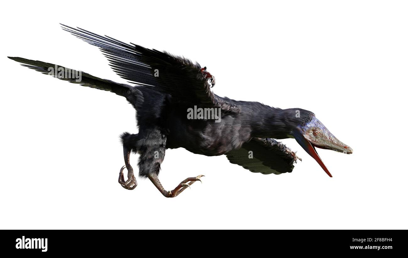 Archaeopteryx, Art, die Übergangszeit zwischen nicht-Vogeldinosaurier und modernen Vögeln auf weißem Hintergrund isoliert ist Stockfoto