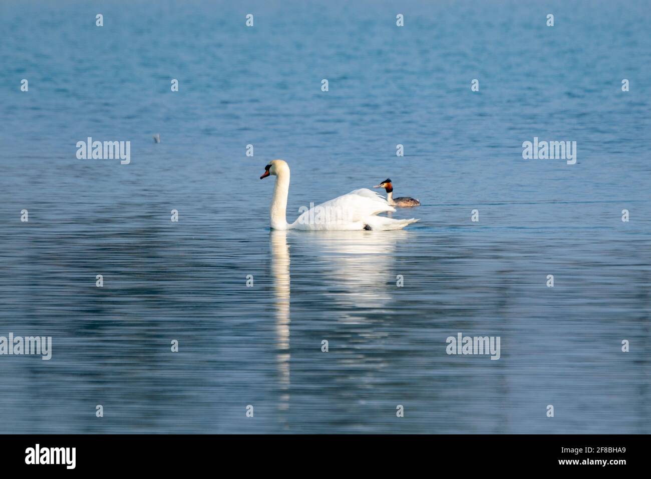 Weißer Schwan und Haubentaucher auf einem See Stockfoto