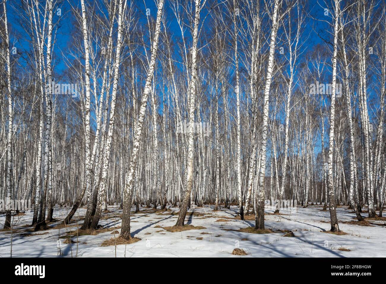 Birkenhain an einem sonnigen Tag im frühen Frühjahr in Sibirien, Kemerowo Region-Kuzbass Stockfoto
