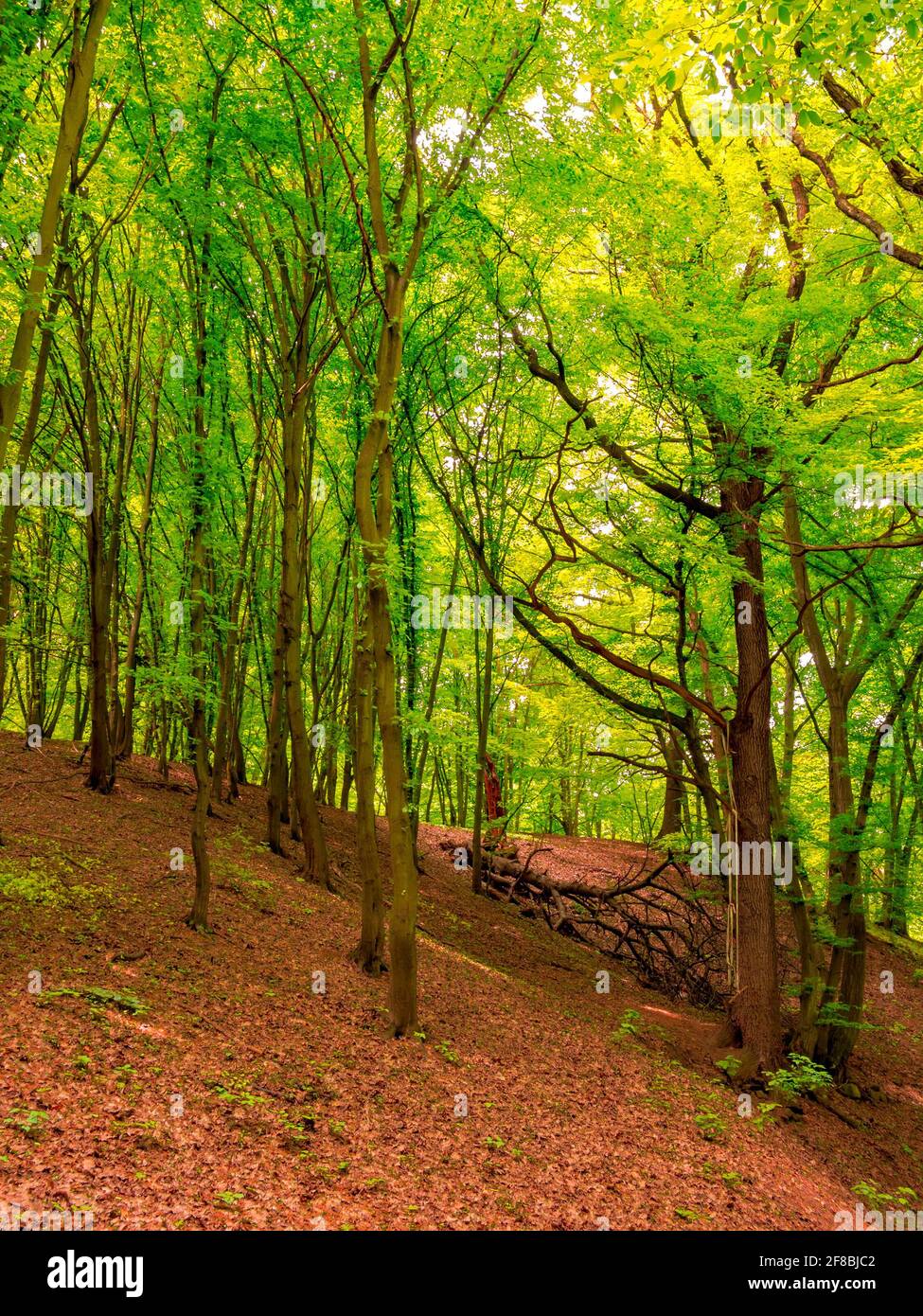 In der Ferne liegt ein alter, trocken gebrochener Baum Der Wald und auf dem Ast des stehenden Baumes Ist eine improvisierte Schaukel Stockfoto