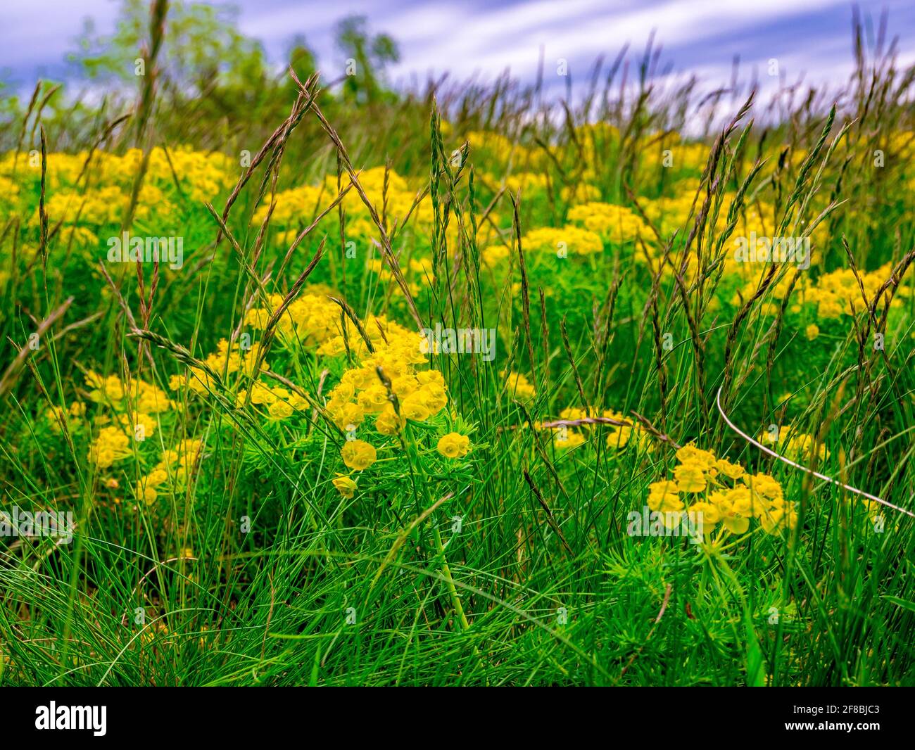 Zypressenspurge (Eforbia cyparissia) - viele Blumen unter hohem Gras auf einer Wiese Stockfoto