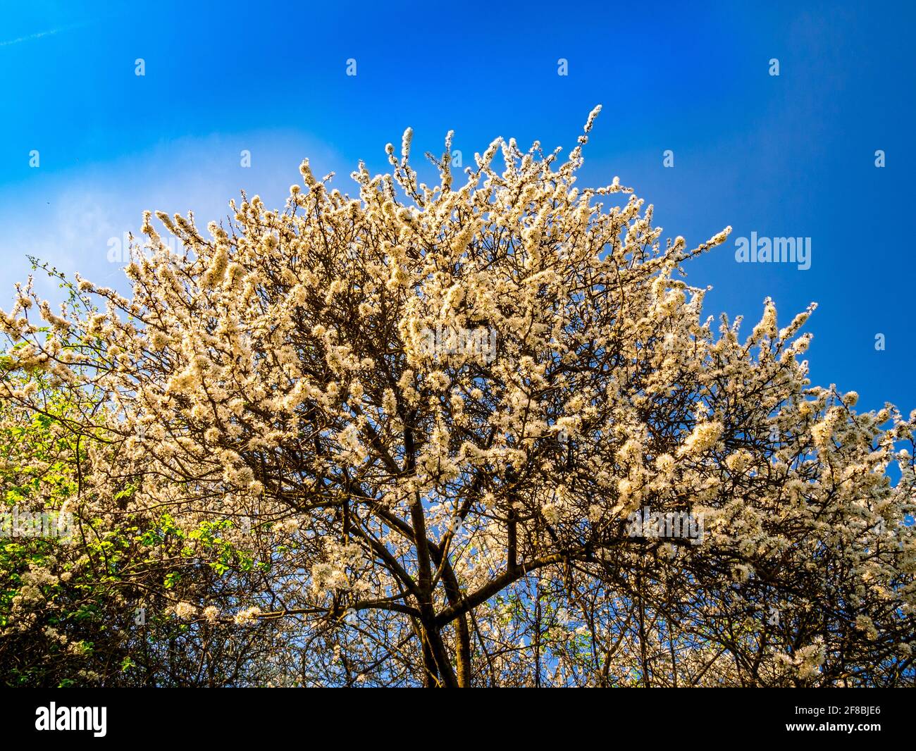 Blühender Wildkirschbaum (Prunus avium) Beleuchtet von goldener Abendsonne gegen blauen Himmel Stockfoto