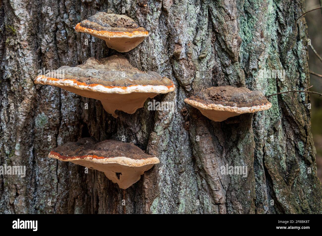 Ein typisches Beispiel für Alder Bracket Pilze, die auf einem toten oder sterbenden Baum wachsen. Aus einem borealen Wald in Door County Wisconsin. Stockfoto