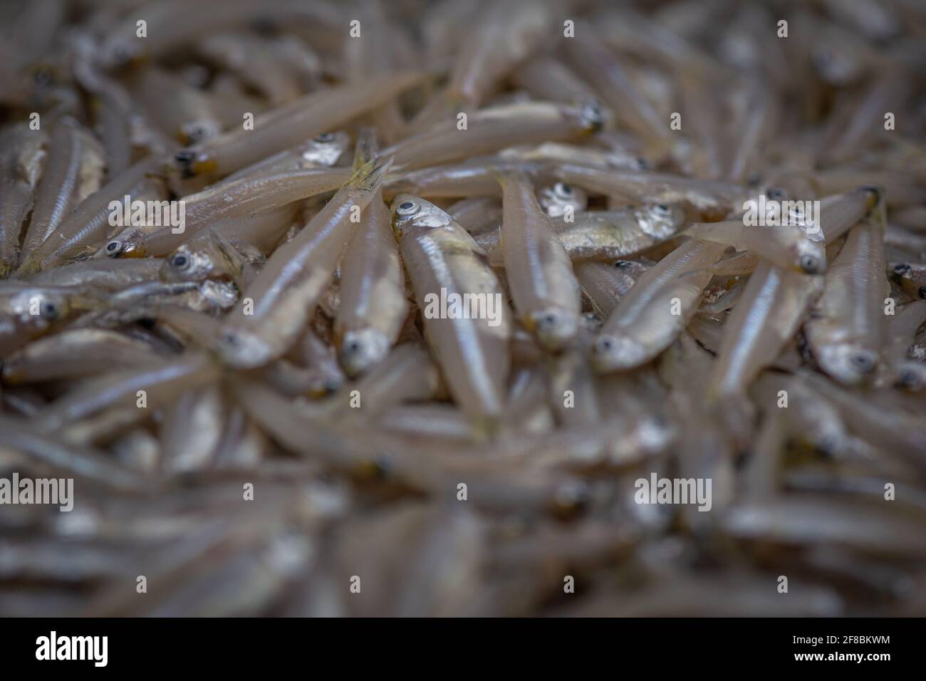 Fisch Aus Der Region Stockfoto