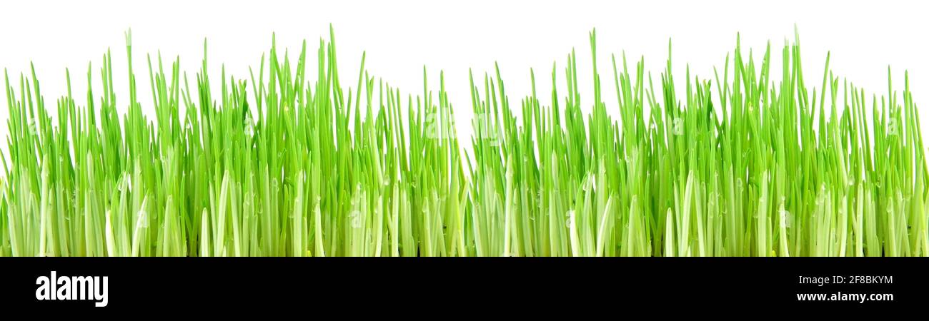 Nahtloses frisches Frühlingsgras isoliert auf weißem Hintergrund. Grasmuster. Stockfoto